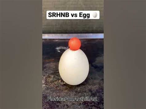 SRHNB vs Egg *Rematch* this time I dropped it inside.